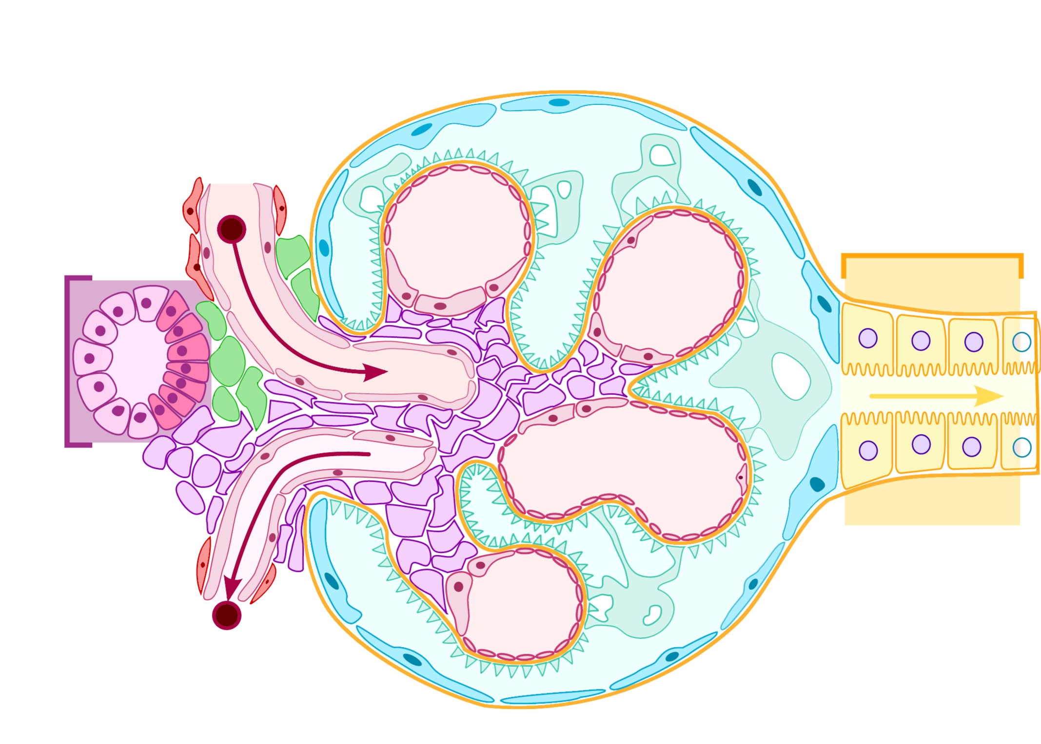 GlomerulusDiagram